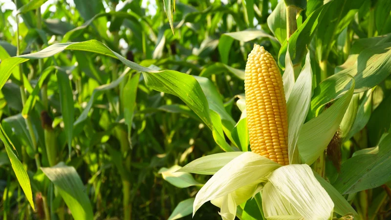 USDA Corn Stocks Surprise: What the New Data Actually Means for Markets
